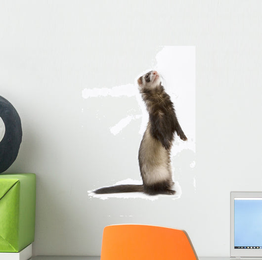 Staying Ferret Wall Decal