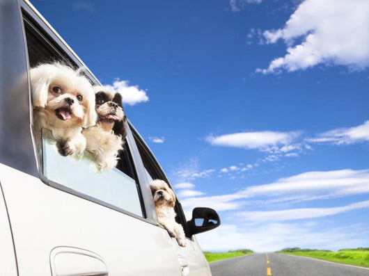 dog's family traveling  in the car 