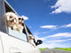 dog's family traveling  in the car 