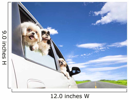 dog's family traveling  in the car 