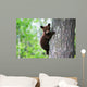 An American Black Bear Cub Clings to the Side of the Tree 