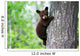 An American Black Bear Cub Clings to the Side of the Tree 