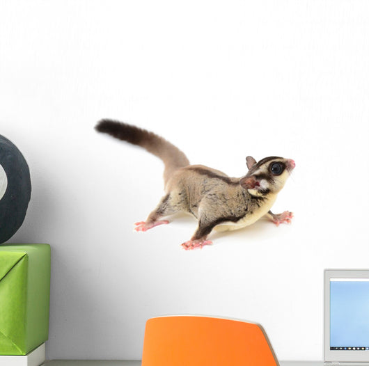 Sugarglider 