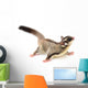 Sugarglider 