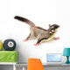 Sugarglider 