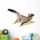 Sugarglider 