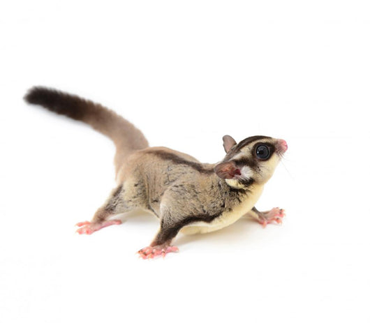 Sugarglider 