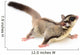 Sugarglider 