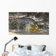 Large Saltwater Crocodile Wall Decal