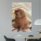 Toy Poodle 