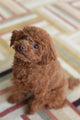 Toy Poodle 