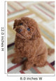 Toy Poodle 