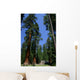 Big Sequoias in Yosemite National Park Wall Mural