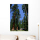 Big Sequoias in Yosemite National Park Wall Mural