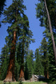 Big Sequoias in Yosemite National Park Wall Mural