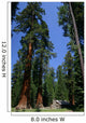 Big Sequoias in Yosemite National Park Wall Mural