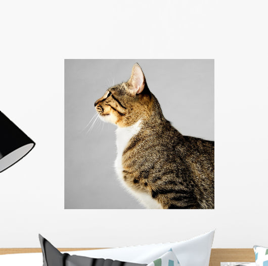 Profile of Young Brown Tabby Cat on Gray Background 