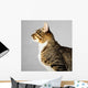 Profile of Young Brown Tabby Cat on Gray Background 