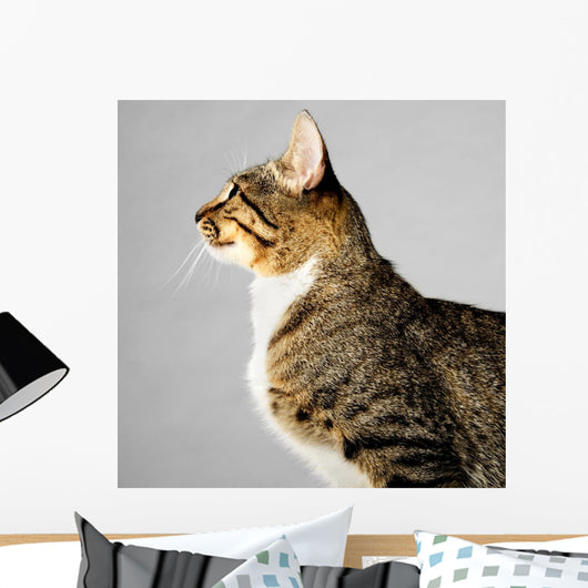 Profile of Young Brown Tabby Cat on Gray Background 