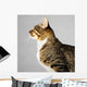 Profile of Young Brown Tabby Cat on Gray Background 