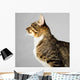 Profile of Young Brown Tabby Cat on Gray Background 