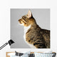 Profile of Young Brown Tabby Cat on Gray Background 