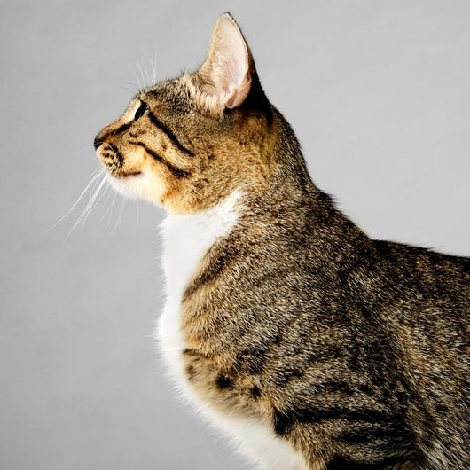Profile of Young Brown Tabby Cat on Gray Background 