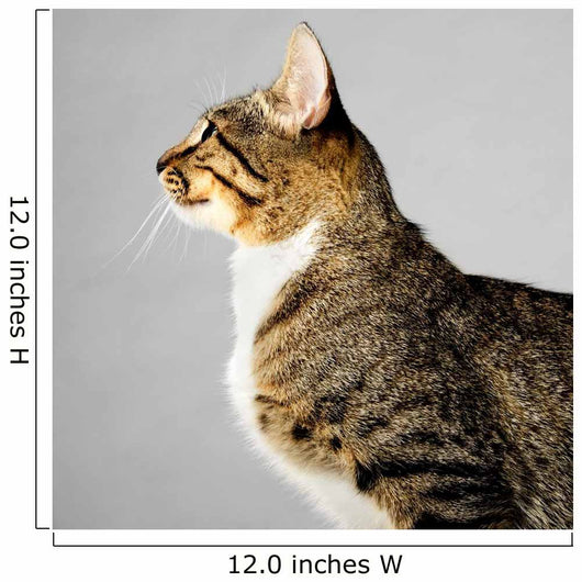 Profile of Young Brown Tabby Cat on Gray Background 