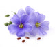 Flax flowers with seeds 