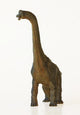 A Tall Brachiosaurus Dinosaur or Arm Lizard 