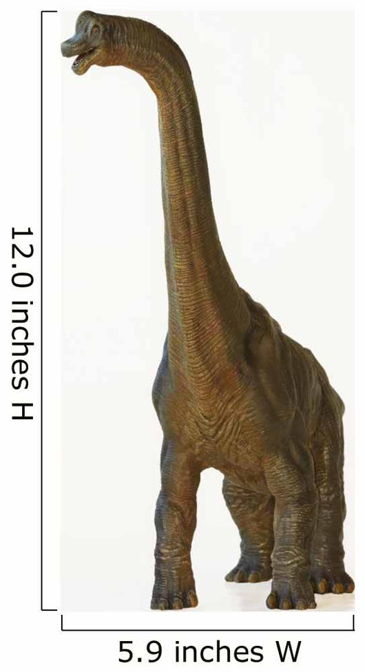 A Tall Brachiosaurus Dinosaur or Arm Lizard 
