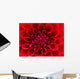 Red Dahlia Wall Mural