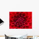 Red Dahlia Wall Mural