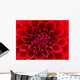 Red Dahlia Wall Mural