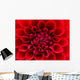 Red Dahlia Wall Mural