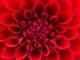 Red Dahlia Wall Mural