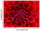 Red Dahlia Wall Mural