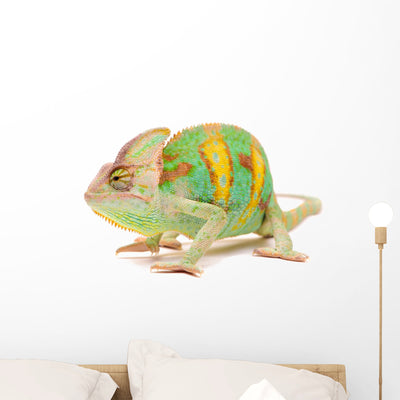 One Yemen Chameleon shown on a wall
