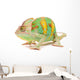 One Yemen chameleon 
