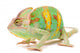 One Yemen chameleon 