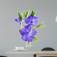 flower periwinkle 