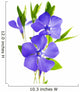 flower periwinkle 
