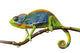 chameleon Wall Decal