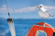 Seagull 
