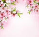 Peach flower blossom 