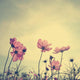 Vintage Cosmos flowers in sunset time 