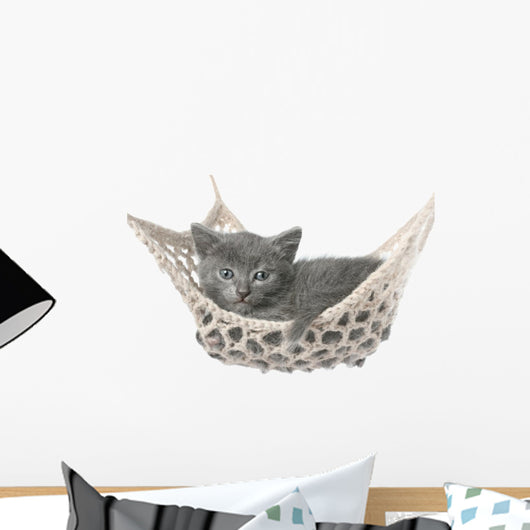Cute Gray Kitten Lying in Hammock 