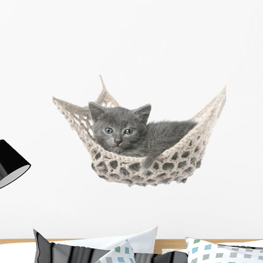 Cute Gray Kitten Lying in Hammock 