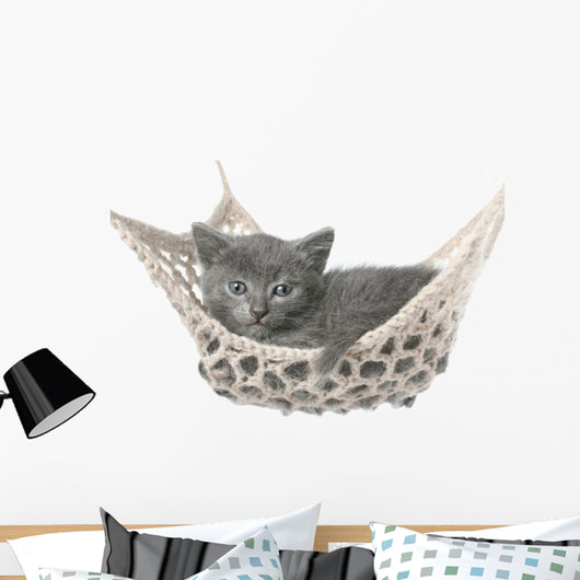 Cute Gray Kitten Lying in Hammock 