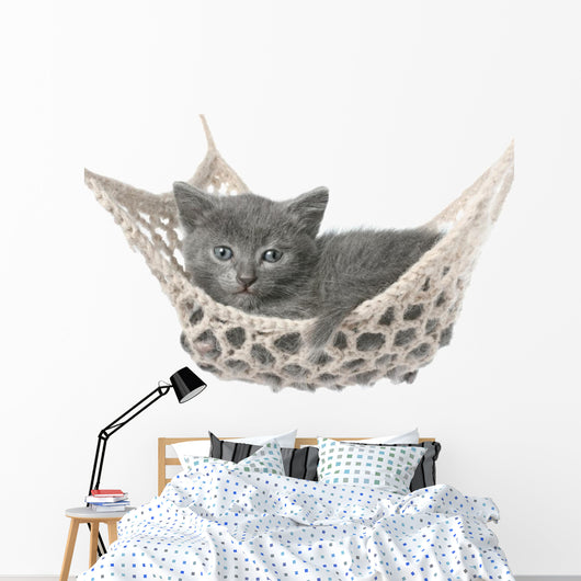 Cute Gray Kitten Lying in Hammock 